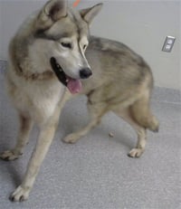 LOBO - Photo 1