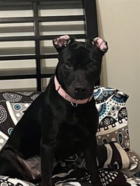 KODA - Photo 1