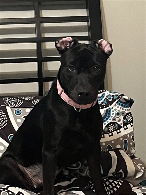 KODA - Labrador Retriever / American Pit Bull Terrier for adoption in Pasadena