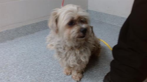 A185195 - Lhasa Apso available for adoption