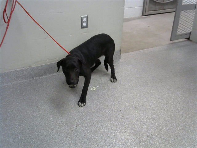 BARLEY - Labrador Retriever available for adoption