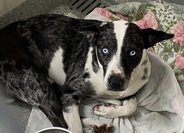 CASPIAN - Catahoula Leopard Dog available for adoption