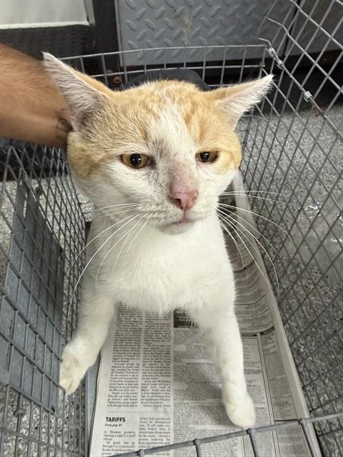 A188858 - Domestic Short Hair available for adoption