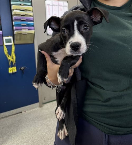 A188644 - American Pit Bull Terrier available for adoption