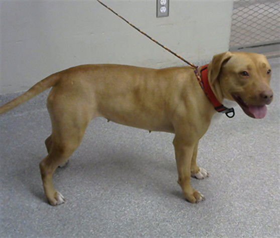 AMBER - American Pit Bull Terrier available for adoption