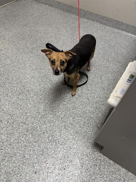 KAMILA - Chihuahua available for adoption