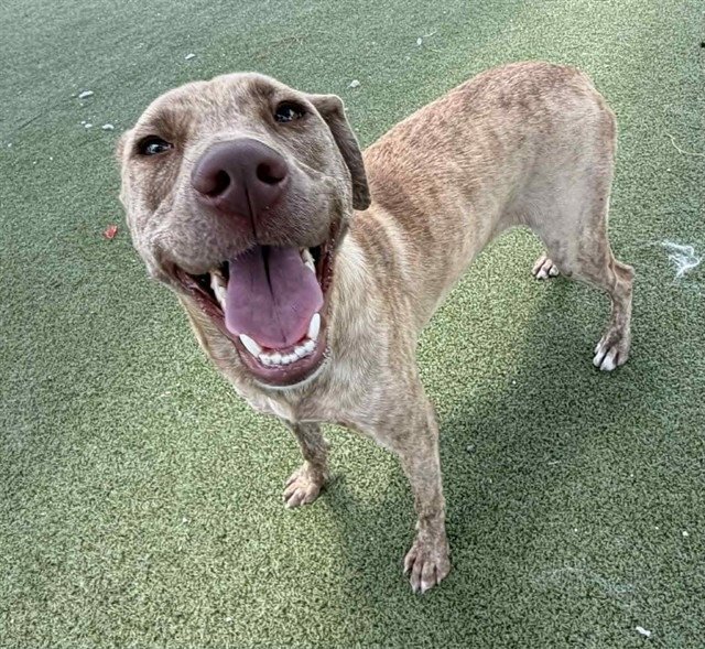 SPICE Image