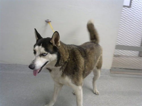 JACK - Siberian Husky for adoption in Pasadena