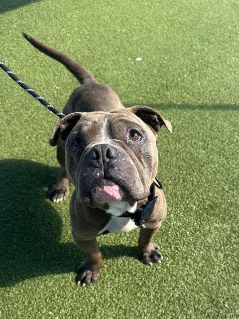SMILES - American Bulldog available for adoption