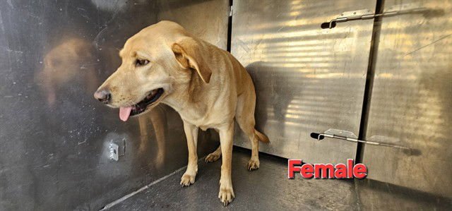 BONITA - Labrador Retriever available for adoption