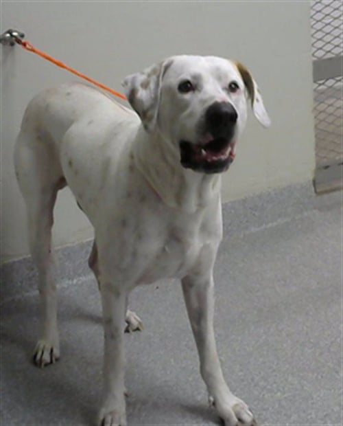 A188342 - Mastiff available for adoption