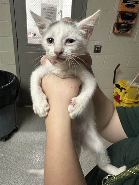 A188679 - Domestic Short Hair available for adoption