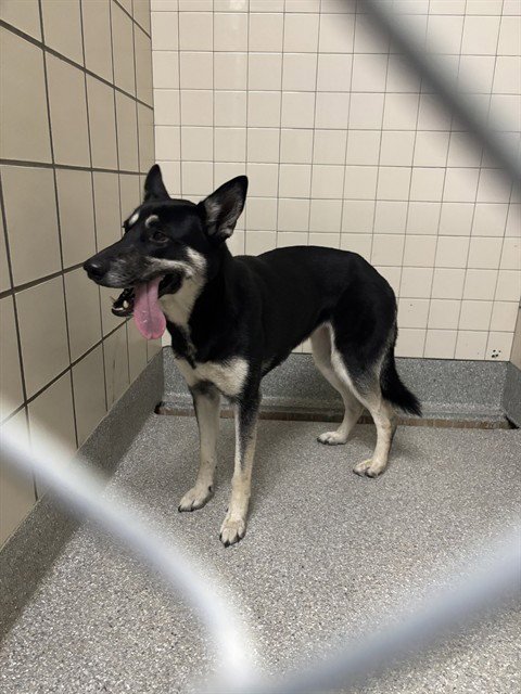A183980 - German Shepherd Dog available for adoption