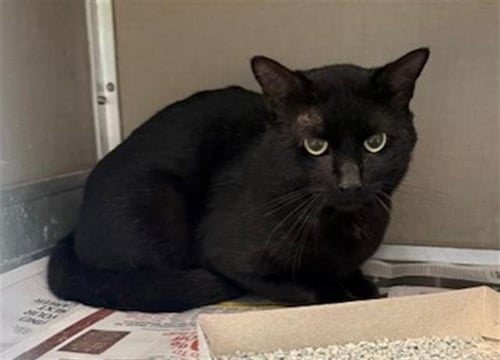 BALOO - Domestic Short Hair available for adoption