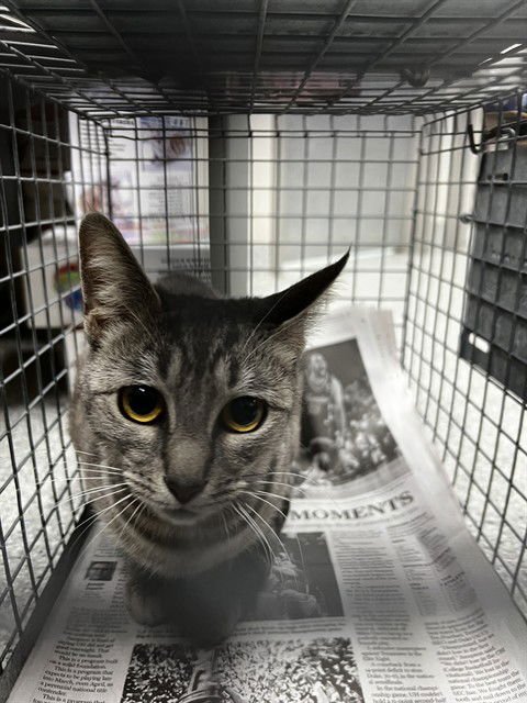 KIWI - Domestic Short Hair available for adoption