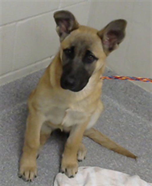 CORDELIA - German Shepherd Dog available for adoption