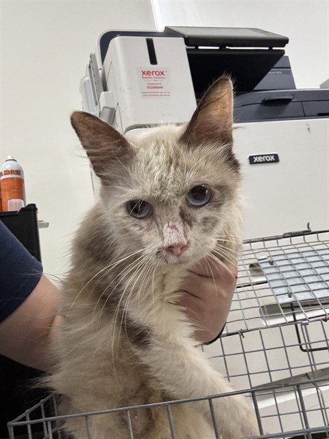 A187671 - Siamese available for adoption