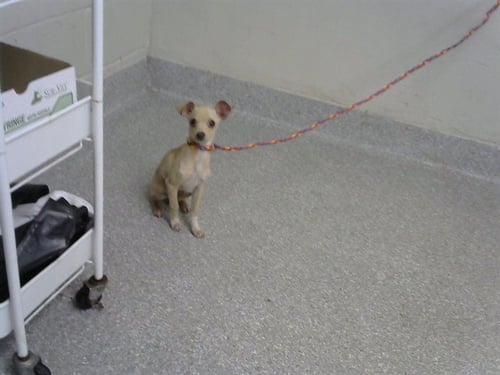 A183353 - Chihuahua available for adoption