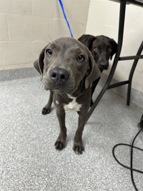 ELEKTRA - American Pit Bull Terrier available for adoption