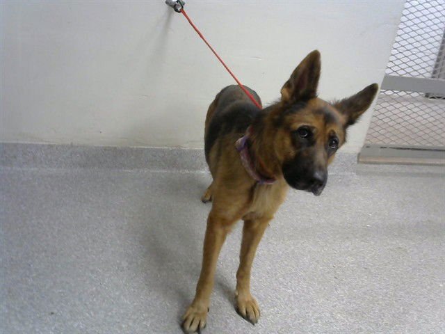 WILLOW - German Shepherd Dog available for adoption