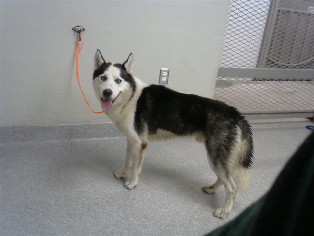 ASHER Image