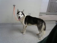ASHER - Photo 1