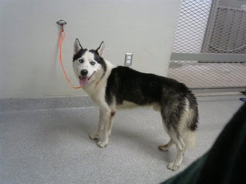 ASHER - Siberian Husky available for adoption