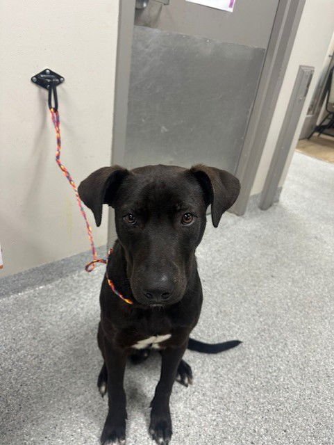 JUDE - Labrador Retriever available for adoption