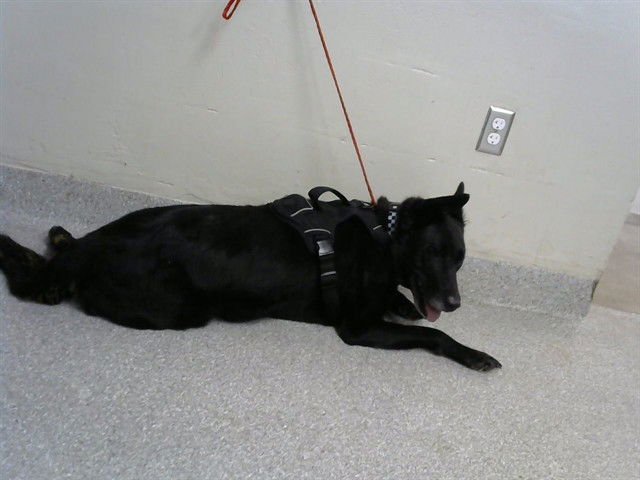 KODA - German Shepherd Dog available for adoption