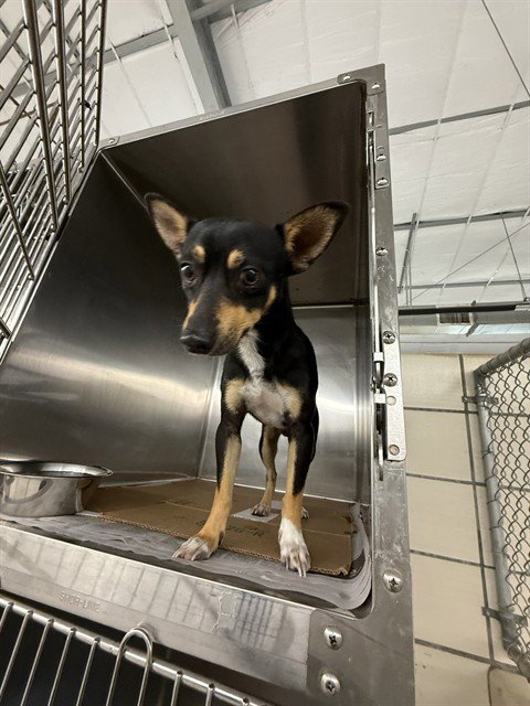 MIKHLO - Chihuahua available for adoption