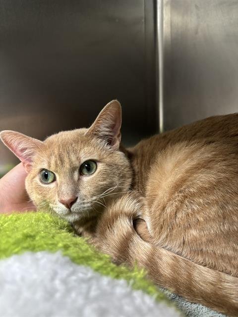 A184081 - Domestic Short Hair available for adoption