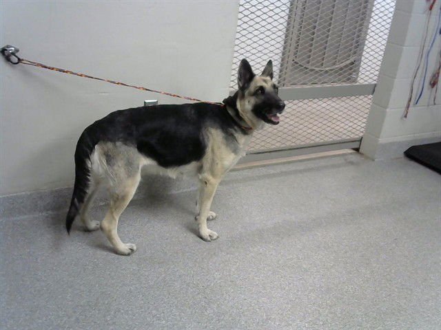 GRETEL - German Shepherd Dog available for adoption