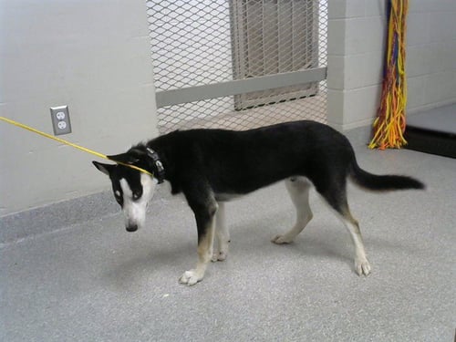 A187828 - Siberian Husky available for adoption