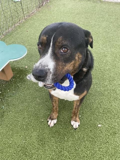 EEYORE - American Pit Bull Terrier for adoption in Pasadena