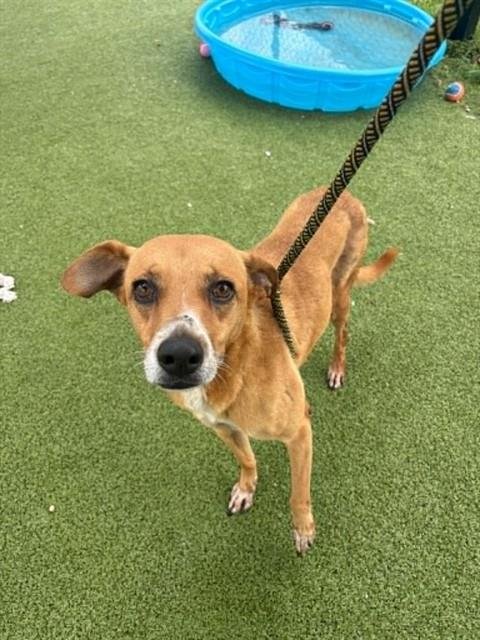 POOCHY - Labrador Retriever available for adoption