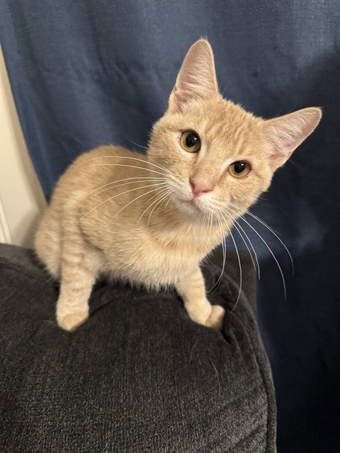 BARLEY - Domestic Short Hair available for adoption