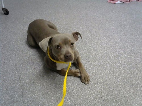 A184125 - American Pit Bull Terrier / Pug available for adoption