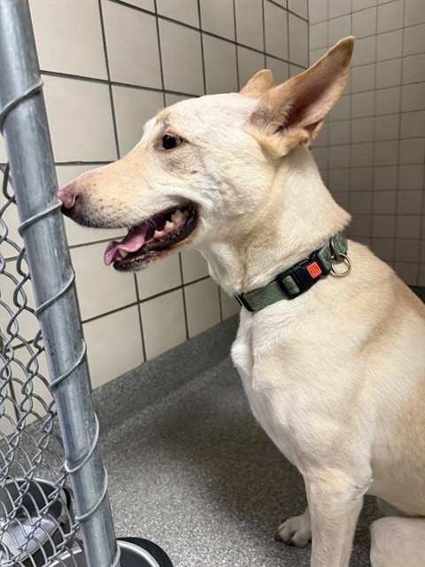 LUNA - German Shepherd Dog available for adoption