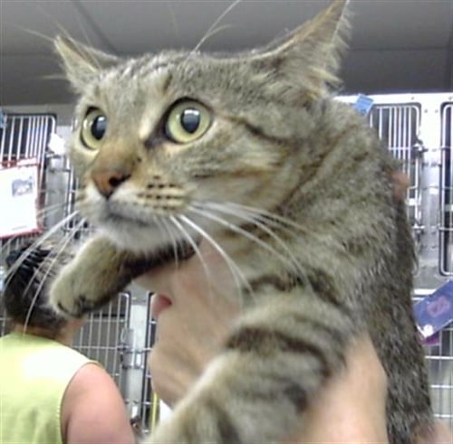 WALLFLOWER - Domestic Short Hair for adoption in Pearland