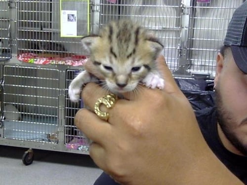 A187325 - Domestic Short Hair available for adoption