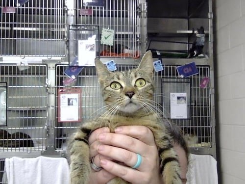 A184823 - Domestic Short Hair available for adoption