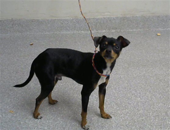 MARVIN - Chihuahua available for adoption