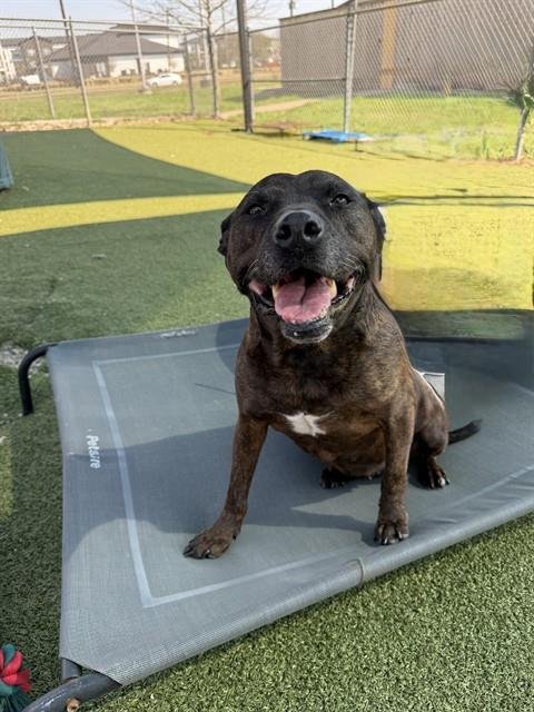 DIXIE - American Pit Bull Terrier available for adoption