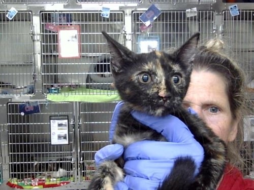 A188666 - Domestic Short Hair available for adoption