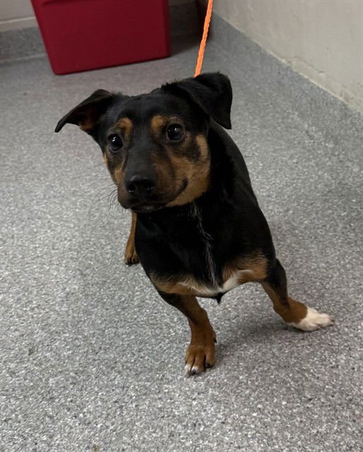 MARTY - Chihuahua available for adoption