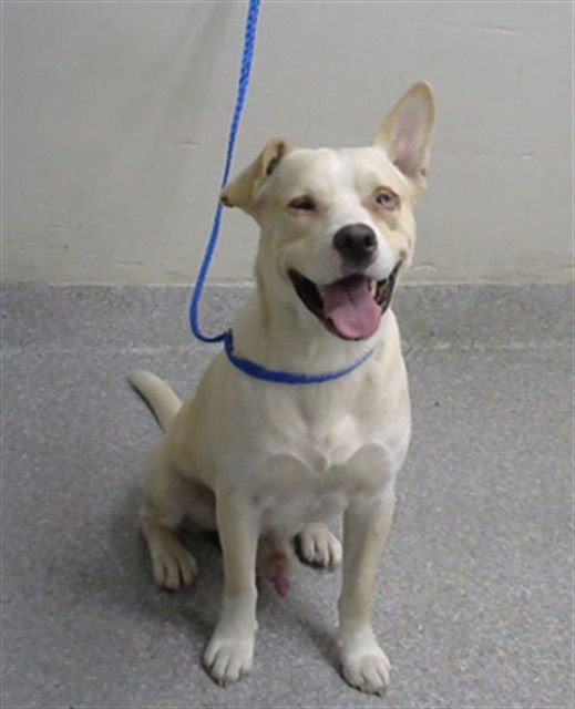 JOEY - American Pit Bull Terrier / Labrador Retriever available for adoption