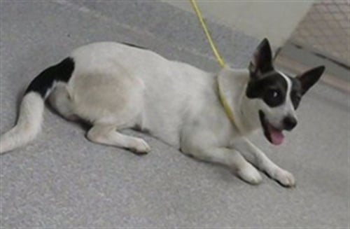 A186913 - Australian Shepherd available for adoption
