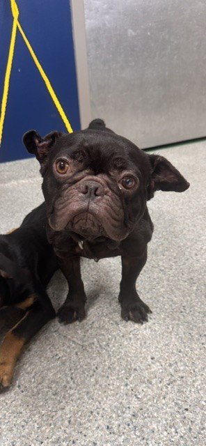 A187013 - French Bulldog / Pug available for adoption