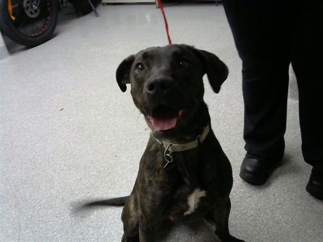 CHESTER - American Pit Bull Terrier available for adoption