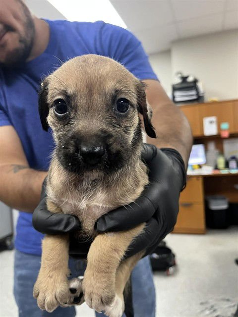 MINERVA - Cairn Terrier available for adoption